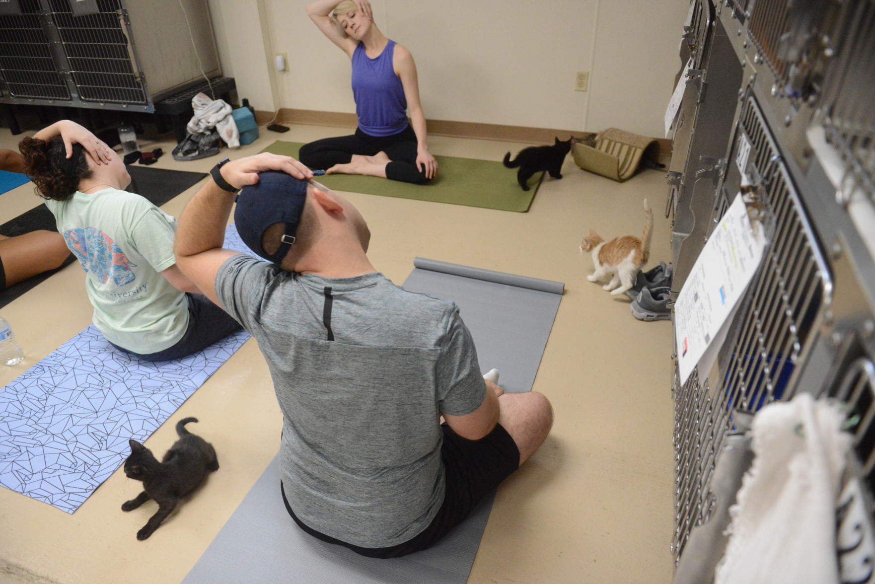 Cat Yoga at Aggieland Humane Society